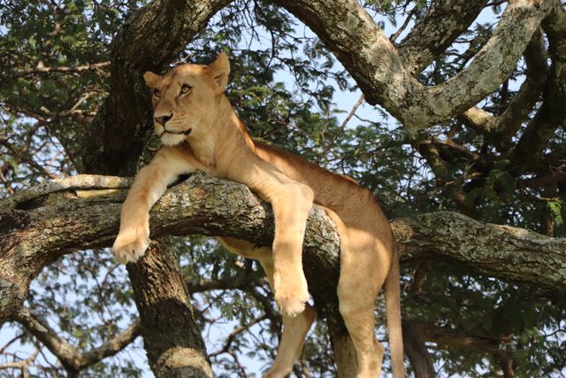 Photographic Safari Across Uganda, Kenya, Tanzania & Zanzibar